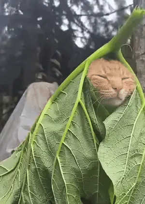 A Cat Is Wrapped In A Green Leaf