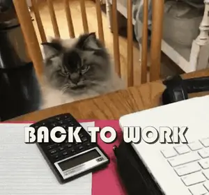 A Cat Is Looking Through A Fence At A Laptop And A Calculator With The Words Back To Work Above It