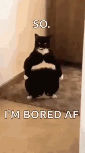 A Black And White Cat Is Standing On Its Hind Legs With Its Arms Crossed And Says `` So I 'M Bored Af ''