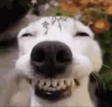 A Close Up Of A Dog 'S Face With Its Eyes Closed And Its Mouth Open .