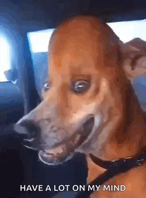 A Picture Of A Dog With The Words Have A Lot On My Mind Above It