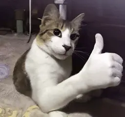 A Brown And White Cat Is Giving A Thumbs Up Sign