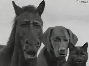 A Black And White Photo Of A Horse A Dog And A Cat With Their Mouths Open