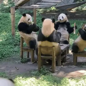 A Group Of Panda Bears Are Sitting Around A Table Eating Bamboo