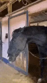 A Horse Is Standing In A Stable With Its Head Out The Door