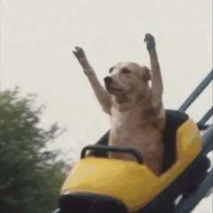 A Dog Is Riding On A Roller Coaster With Its Paw In The Air