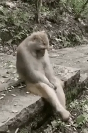 A Monkey Is Sitting On A Rock In The Woods And Looking At Something .
