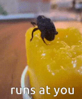 A Fly Sitting On Top Of A Yellow Object With The Words Runs At You Written Below It