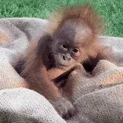 A Baby Orangutan Is Wrapped In A Blanket