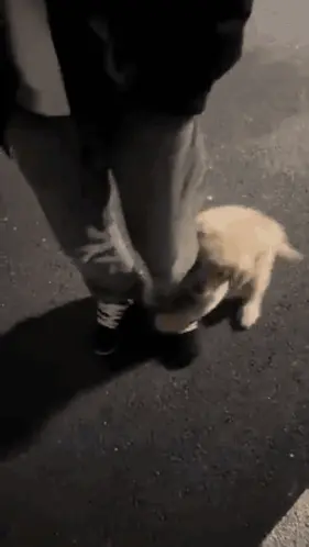A Person Is Walking A Puppy On A Leash