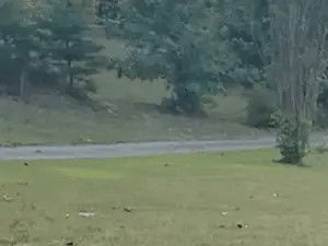A Man Is Running Down A Path In A Park With Trees In The Background