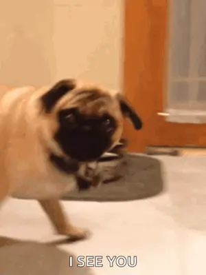 A Pug Dog Is Walking In A Hallway And Says I See You