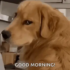 A Dog Is Sitting In A Kitchen And Says Good Morning