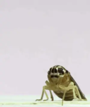 A Cockroach Is Flying Through The Air On A White Surface .
