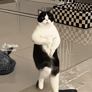 A Black And White Cat Is Standing On Its Hind Legs With A Tiktok Watermark