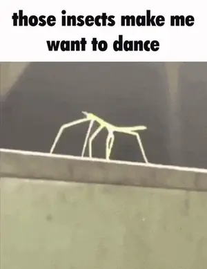 A Picture Of A Stick Insect With A Caption That Says Those Insects Make Me Want To Dance