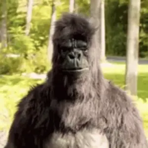 A Furry Gorilla Is Standing In The Woods Looking At The Camera .