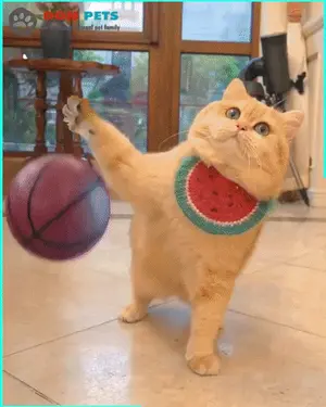 A Cat Wearing A Watermelon Scarf Is Playing With A Basketball
