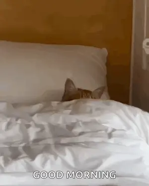 A Cat Is Sticking Its Head Out Of A Pillow On A Bed And Says Good Morning .