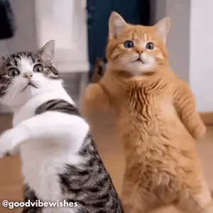 Two Cats Are Standing On Their Hind Legs And Looking At The Camera