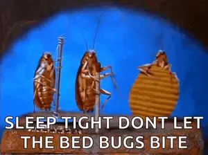 Three Cockroaches Are Standing Next To Each Other On A Brick With The Words Sleep Tight Dont Let The Bed Bugs Bite .