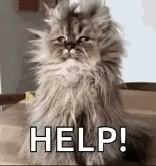 A Fluffy Cat Is Sitting On A Wooden Table With The Words `` Help '' Written On It .