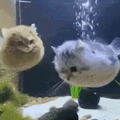 Two Cats Are Swimming In A Fish Tank .