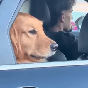A Dog Looks Out Of The Window Of A Car