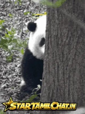 A Panda Bear Peeking Out From Behind A Tree With The Words Starttamilchat.In Below It