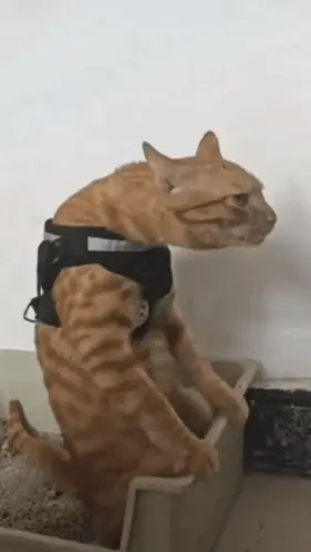 A Cat Wearing A Black Harness Is Standing In A Litter Box