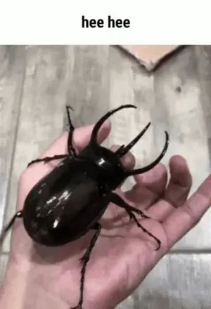 A Person Is Holding A Large Black Beetle In Their Hand With The Text Hee Hee Above It .