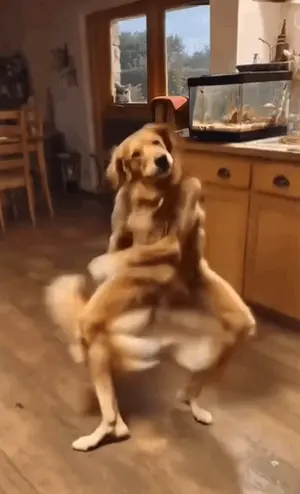 A Dog Is Dancing In A Living Room In Front Of A Fish Tank .