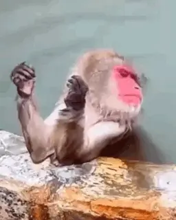 A Monkey With A Pink Face Is Sitting On A Rock With Its Arms Outstretched .