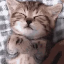 A Kitten Is Sleeping On A Bed With Its Eyes Closed And Its Paws Around Its Neck .