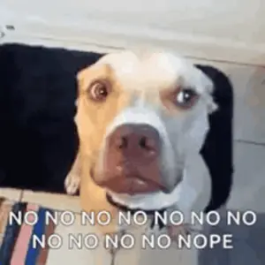 A Dog Is Looking At The Camera With The Words `` No No No No No No No Nope '' Written On It .