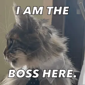 A Cat Wearing A Tie And Collar Says I Am The Boss Here