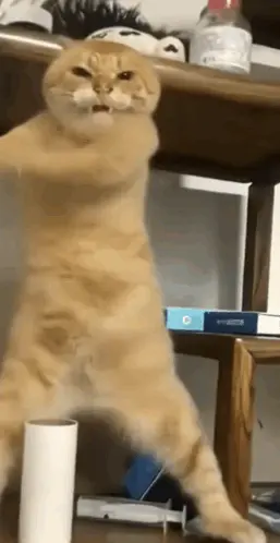 A Cat Is Standing On Its Hind Legs On A Table Next To A Toilet Paper Roll .
