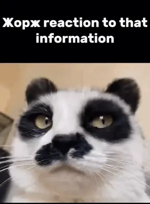 A Black And White Cat With A Mustache Is Looking At The Camera With A Caption That Says " A Reaction To That Information "