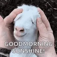 A Person Is Petting A Baby Goat With Their Hands And The Goat Is Smiling .
