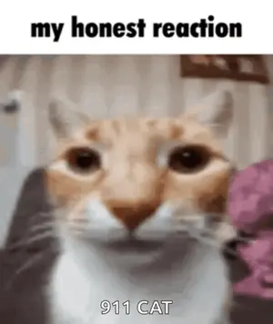 A Close Up Of A Cat 'S Face With The Words `` My Honest Reaction 911 Cat '' Written Above It .