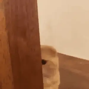 A Cat Peeking Out From Behind A Wooden Door .