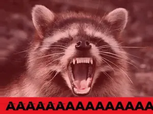 A Picture Of A Raccoon With Its Mouth Open And The Words Aa Aa Aa Aa Aa