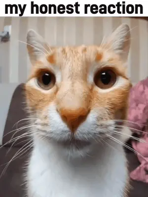 A Close Up Of A Cat 'S Face With The Words My Honest Reaction Above It