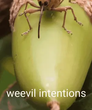 A Close Up Of A Bug With The Words Weevil Intentions Written Below It