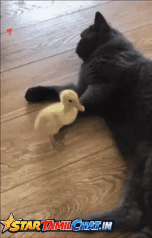 A Picture Of A Cat And A Duck With The Words Star Tamilchat.In On The Bottom Right
