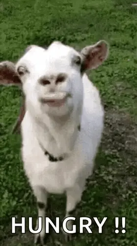 A White Goat Is Standing In The Grass And Making A Funny Face While Looking At The Camera .
