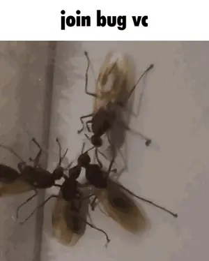A Group Of Ants Standing Next To Each Other With The Words Join Bug Vc Written Above Them