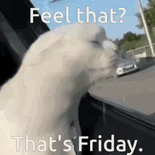 A Cat Is Looking Out Of A Car Window With The Words Feel That That 'S Friday .