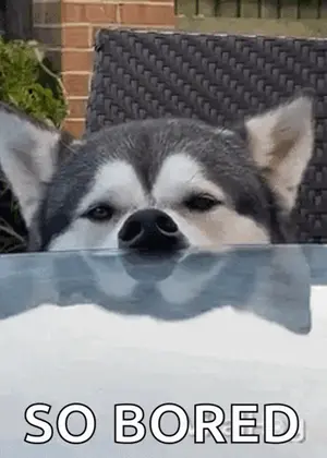 A Husky Dog Is Sticking Its Head Over A Glass Table With The Words `` So Bored '' Below It .