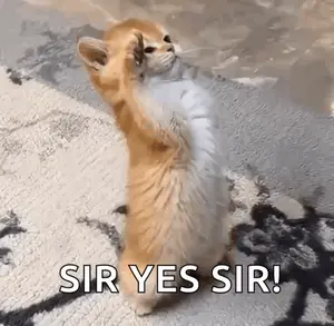 A Kitten Is Standing On Its Hind Legs With Its Paws Up And The Words Sir Yes Sir .